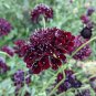 Scabiosa Atropurpurea 'Black Knight' 50 PCS Seeds