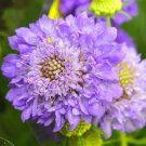 Scabiosa Atropurpurea 'Blue Cockade' 50 PCS Seeds