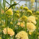 Scabiosa Atropurpurea 'Fata Morgana' 50 PCS Seeds