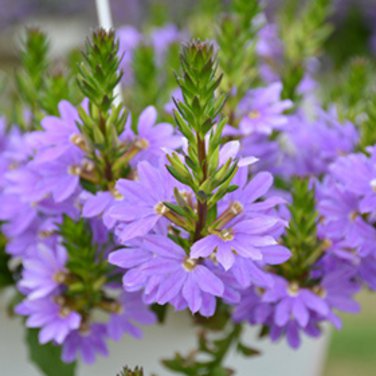 Scaevola Mix Flower 20 PCS Seeds