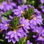 Scaevola Mix Flower 20 PCS Seeds