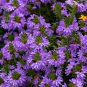 Scaevola Mix Flower 20 PCS Seeds