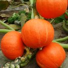 Scarlet Gem Chestnut Squash 10 PCS Seeds