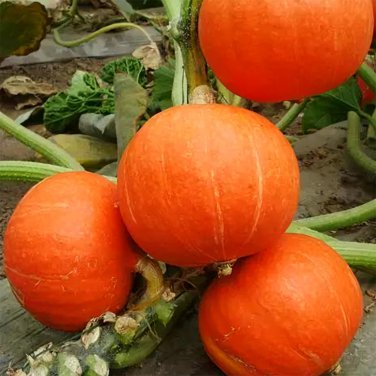 Scarlet Gem Chestnut Squash 10 PCS Seeds