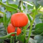 Scarlet Gem Chestnut Squash 10 PCS Seeds