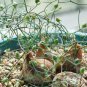 Schizobasis intricata Fresh 10 PCS Seeds