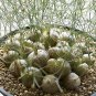 Schizobasis intricata Fresh 10 PCS Seeds