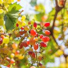 Ruby Roman Grapes 15 PCS Seeds
