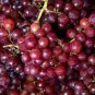 Ruby Roman Grapes 15 PCS Seeds