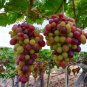 Ruby Roman Grapes 15 PCS Seeds