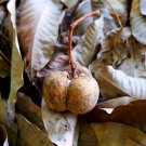 Rubber Tree Semente 4 PCS Seeds