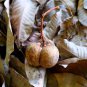 Rubber Tree Semente 4 PCS Seeds