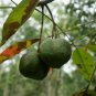Rubber Tree Semente 4 PCS Seeds