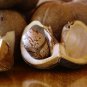 Rubber Tree Semente 4 PCS Seeds
