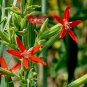 Royal RED Catchfly Hummingbird & Native Flower 300 PCS Seeds