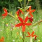 Royal RED Catchfly Hummingbird & Native Flower 300 PCS Seeds