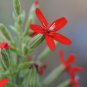 Royal RED Catchfly Hummingbird & Native Flower 300 PCS Seeds