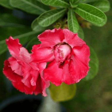 Rose Pink and Yellow Bicolor Desert Rose 2 PCS Seeds