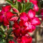Rose Pink and Yellow Bicolor Desert Rose 2 PCS Seeds