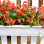 Rieger Begonias Flower Bonsai 50 PCS Seeds