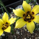 Romulea Tortuosa Beautiful Flowers 5 PCS Seeds Romulea Tortuosa Beautiful Flowers 5 PCS Seeds