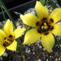 Romulea Tortuosa Beautiful Flowers 5 PCS Seeds