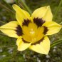 Romulea Tortuosa Beautiful Flowers 5 PCS Seeds