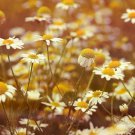 Resilient Chamomile Thriving in Various Soil Types 500 PCS Seeds
