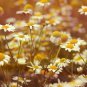 Resilient Chamomile Thriving in Various Soil Types 500 PCS Seeds