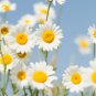 Resilient Chamomile Thriving in Various Soil Types 500 PCS Seeds