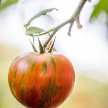 Red Zebra Tomatoes 200 PCS Seeds