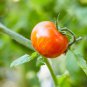 Red Zebra Tomatoes 200 PCS Seeds