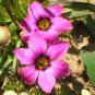 Romulea Tetragona Beautiful Flowers 5 PCS Seeds