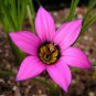 Romulea Tetragona Beautiful Flowers 5 PCS Seeds