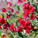 Red Tall Sweet Pea 100 PCS Seeds