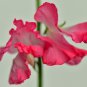 Red Tall Sweet Pea 100 PCS Seeds