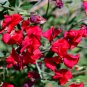 Red Tall Sweet Pea 100 PCS Seeds
