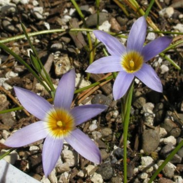 Romulea Tabularis Beautiful Flowers 5 PCS Seeds