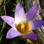 Romulea Tabularis Beautiful Flowers 5 PCS Seeds