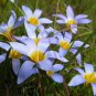 Romulea Tabularis Beautiful Flowers 5 PCS Seeds
