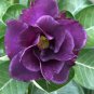 True Desert Rose Plants Exotic Adenium Obesum Bonsai 2 PCS Seeds