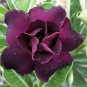 True Desert Rose Plants Exotic Adenium Obesum Bonsai 2 PCS Seeds