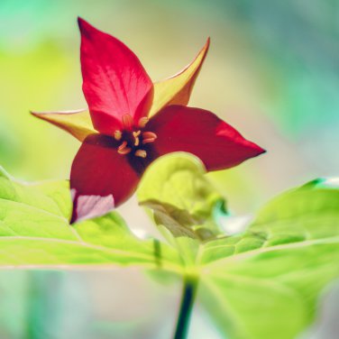 Trillium Erectum Flower 60 PCS Seeds