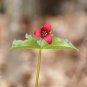 Trillium Erectum Flower 60 PCS Seeds