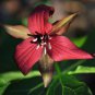 Trillium Erectum Flower 60 PCS Seeds