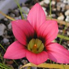 Romulea Eximia Beautiful Flowers 5 PCS Seeds