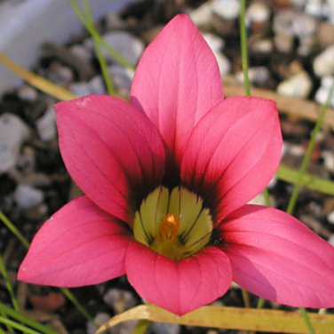 Romulea Eximia Beautiful Flowers 5 PCS Seeds
