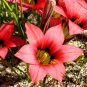 Romulea Eximia Beautiful Flowers 5 PCS Seeds