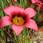 Romulea Eximia Beautiful Flowers 5 PCS Seeds
