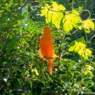 Ripe Orange Bitter Melon 5 PCS Seeds